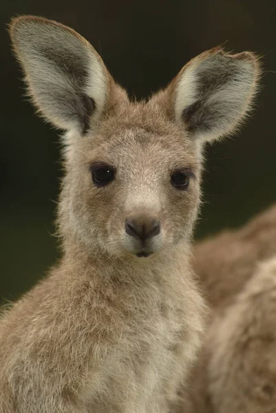 Grå Känguru Macropus Fuliginosus Valp — Stockfoto