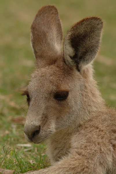 Grey Kangaroo Macropus Fuliginosus Pup — Stock Photo, Image