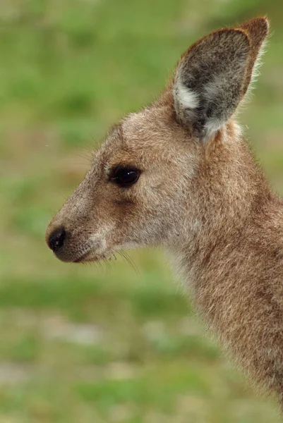 Grå Känguru Macropus Fuliginosus Valp — Stockfoto