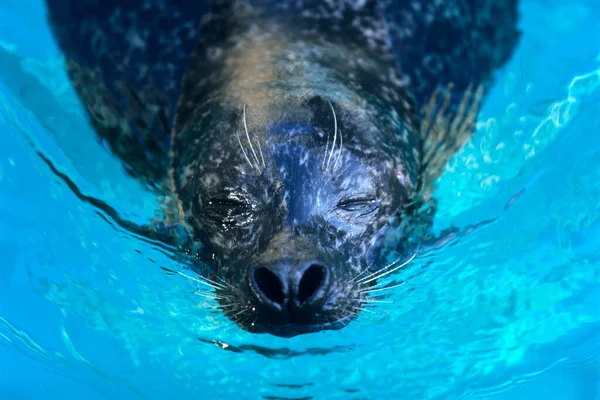 Common Seal Phoca Vitulina — Stock Photo, Image