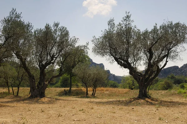 Olivträd Nära Saint Remy Provence Frankrike — Stockfoto