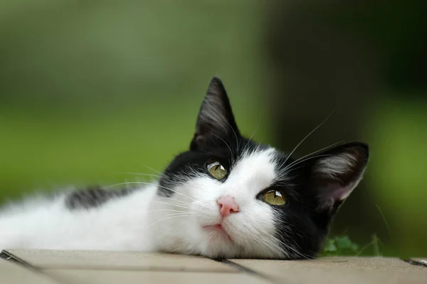 Gato Doméstico Blanco Negro Retrato —  Fotos de Stock