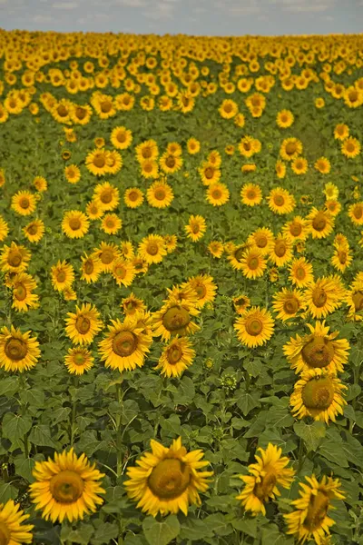 Campo Los Girasoles Sebastopol Crimea Ucrania Sureste Europa Europa —  Fotos de Stock