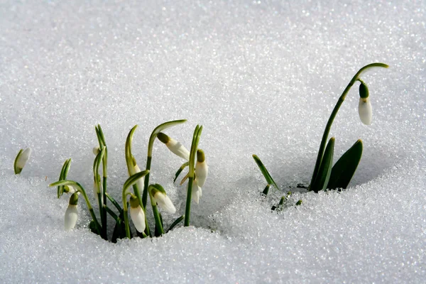 Bavyera Almanya Sında Kar Damlaları Çiçek Açıyor — Stok fotoğraf