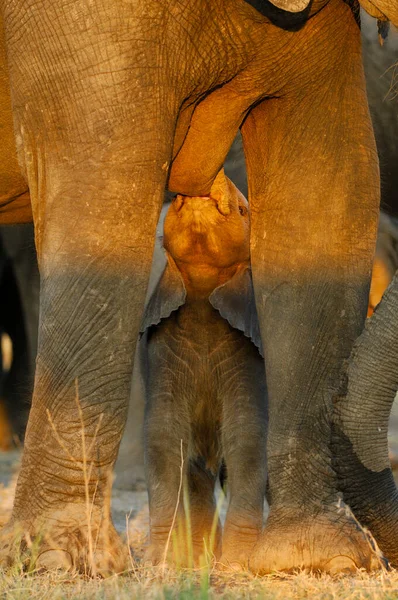Elefante Africano Loxodonta Africana Amamentando Seus Filhotes — Fotografia de Stock