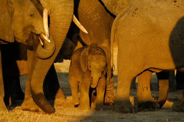 Jovem Elefante Africano Loxodonta Africana Protegido Por Idosos — Fotografia de Stock