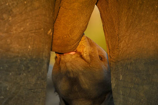 Elefante Africano Loxodonta Africana Amamentando Seus Filhotes — Fotografia de Stock