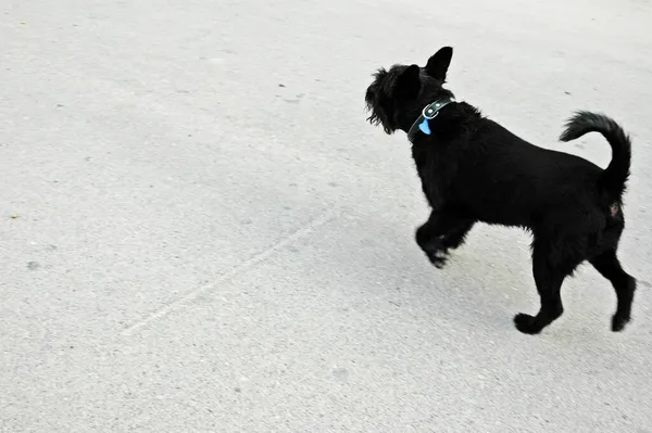 Liten Svart Hund Vägen Nucia Costa Blanca Spanien — Stockfoto