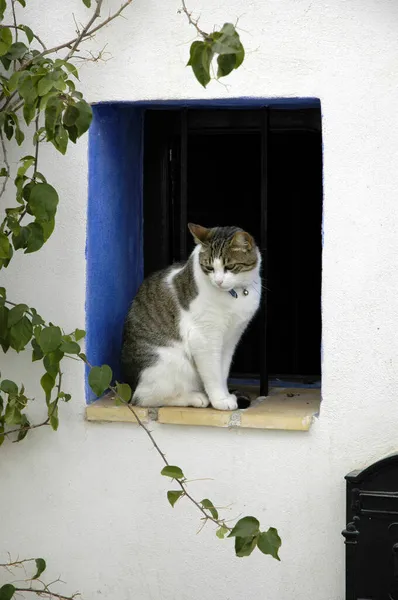 猫は窓の開口部に座っています アルテア コスタ ブランカ スペイン — ストック写真