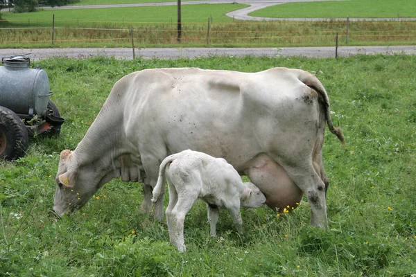 Deu Hindelang 2005 母親の牛の畜産 子牛は母親と一緒に残って生まれた後 オランダの会社 — ストック写真