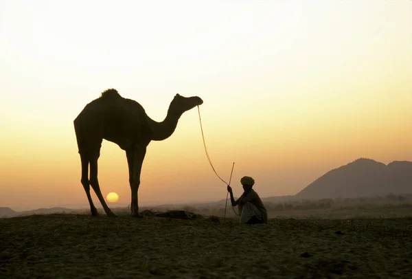 Silhueta Camelo Camelus Dromedarius Homem Contra Céu Pôr Sol Pushkar — Fotografia de Stock