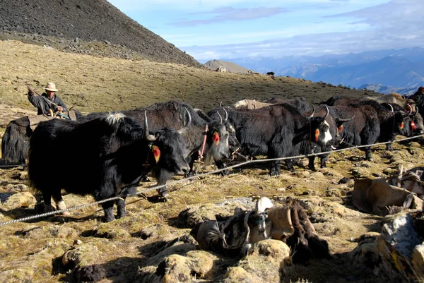 Yaks Cabeza Para Empacar Campamento Por Debajo Shug Pass Tibet — Foto de Stock