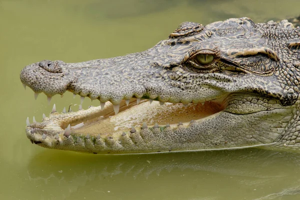 Sziámi Krokodil Khao Yai Nemzeti Park Thaiföld Ázsia — Stock Fotó