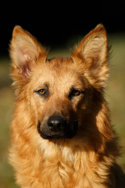 Cão Raça Cão Harzer Fuchs — Fotografia de Stock