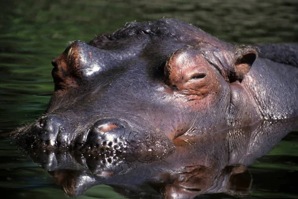 Hippopotamus Water — Stock Photo, Image