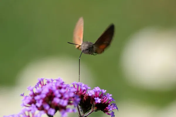Hummingbird Hawk Moth Macroglossum Stellatarum — Stock Photo, Image