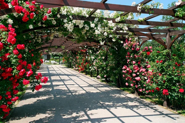 Rozenboog Rosegarden Rosarium Doblhoffpark Baden Neder Oostenrijk Oostenrijk — Stockfoto