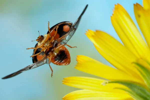 Σκαραβαίος Της Ασίας Harmonia Axyridis — Φωτογραφία Αρχείου