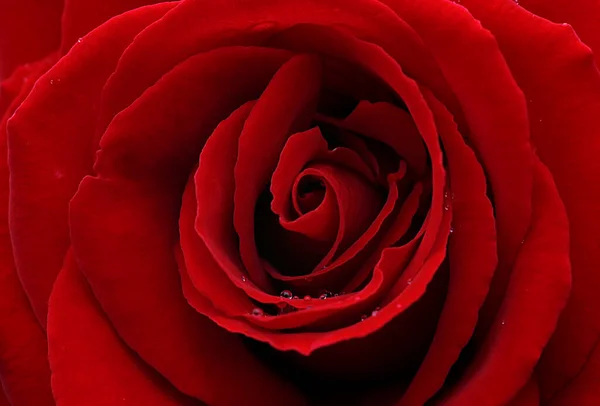 Rosa Roja Oscura Con Gotas Agua —  Fotos de Stock