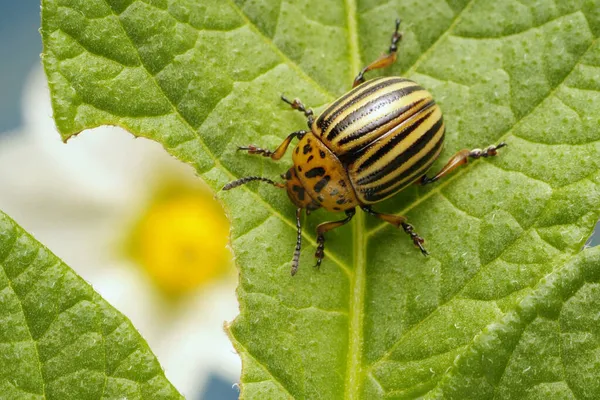 Besouro Batateira Colorado Leptinotarsa Decemlineata — Fotografia de Stock