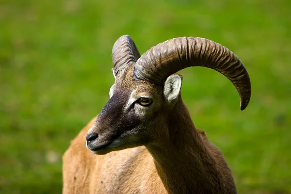 Ibex Alpino Capra Ibex — Fotografia de Stock