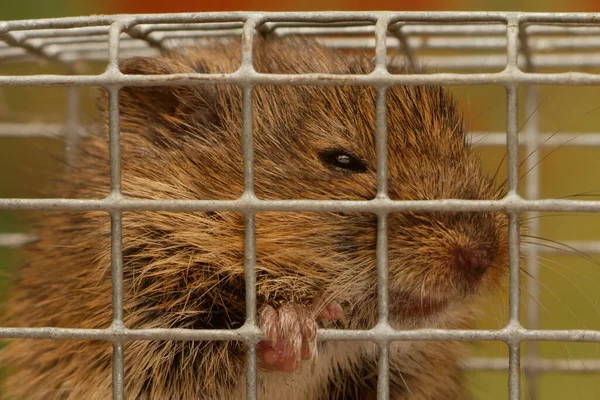 Vogel Microtus Arvalis Een Muizenval Rechtenvrije Stockafbeeldingen