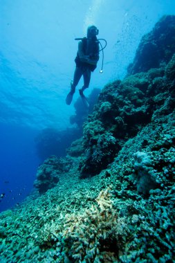Ölü mercan resifleri, tahrip olmuş mercanlar, gemi çapaları yüzünden.