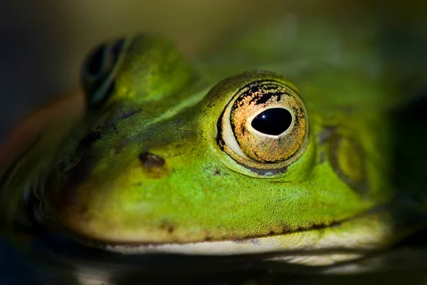 Portrait Une Grenouille Oeil Allemagne — Photo