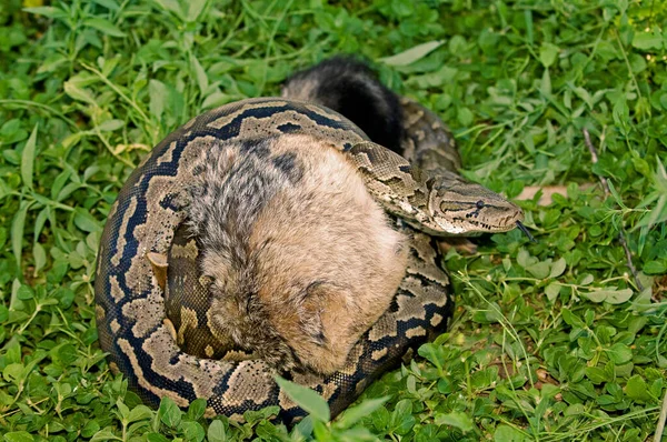 Python Étrangle Jeune Chacal Parc National Etosha Namibie Afrique — Photo