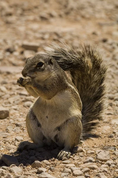 Barbary Ground Squirrel Dióval Namíbia Afrika — Stock Fotó