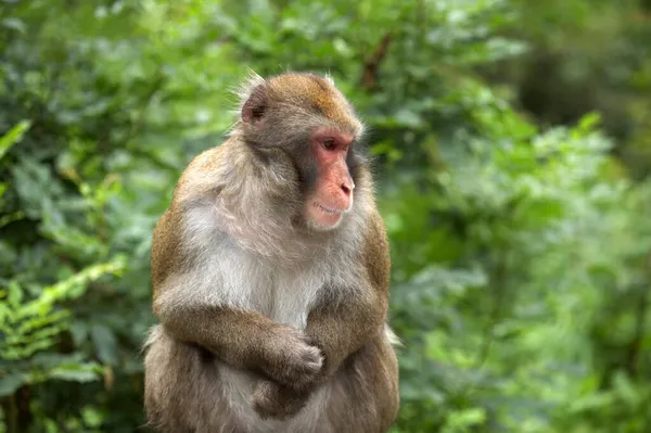Macaco Giapponese Macaca Fuscata Sull Affenberg Montagna Delle Scimmie Landskron — Foto Stock