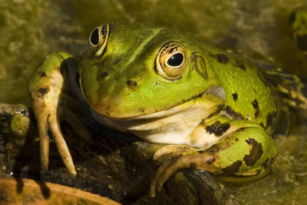 Portrait Une Grenouille Allemagne — Photo