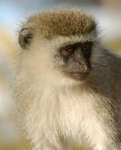 Guenon Serengeti National Park Tanzania Afrika — Stockfoto