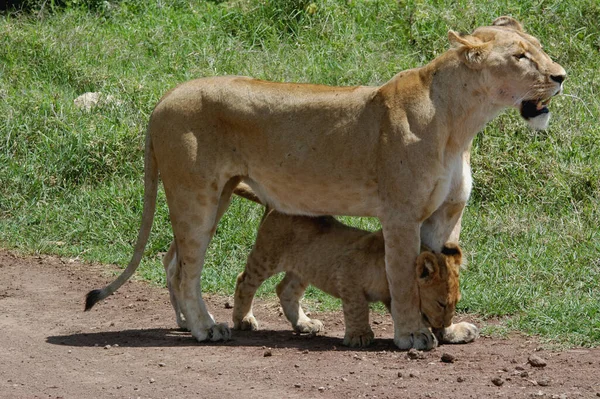 Leone Con Bambino Parco Nazionale Del Serengeti Tanzania Africa — Foto Stock