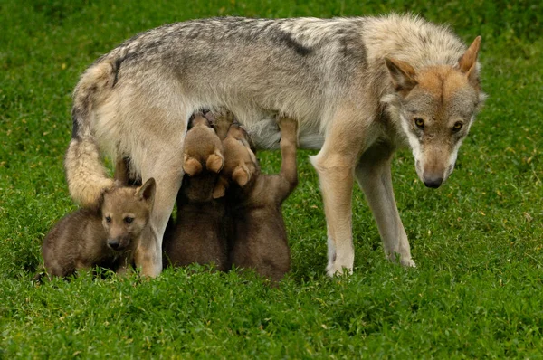 Europese Jonge Wolven Canis Lupus — Stockfoto