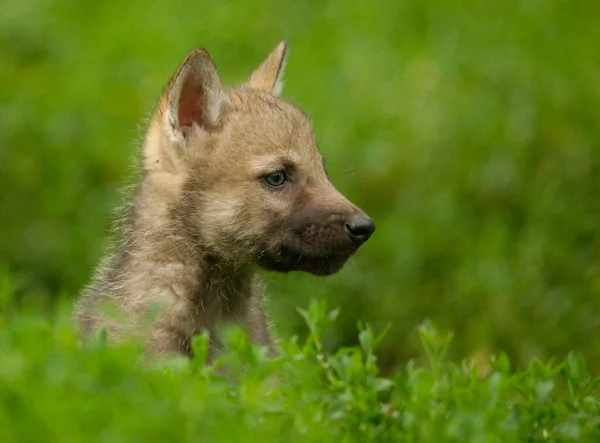 Европейский Молодой Волк Canis Lupus — стоковое фото