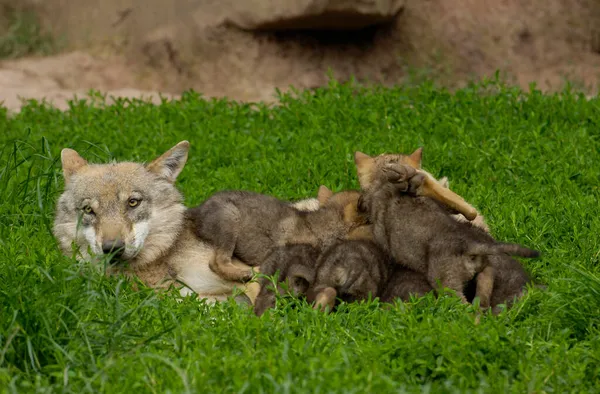 Lobos Jóvenes Europeos Canis Lupus —  Fotos de Stock
