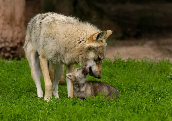 Lobos Jóvenes Europeos Canis Lupus —  Fotos de Stock