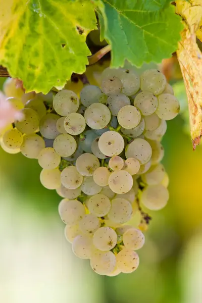 Druivenstok Met Druiven Rheingau Rijndistrict Hessen Duitsland — Stockfoto