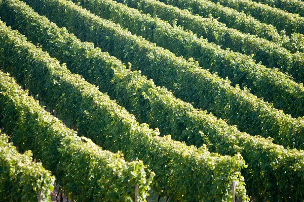 Weinreben Weinberg Rheingau Rhein Kreis Hessen Deutschland — Stockfoto