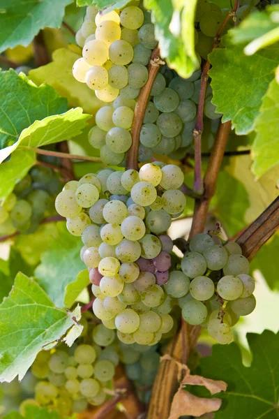 Uva Com Uvas Rheingau Distrito Reno Hesse Alemanha — Fotografia de Stock