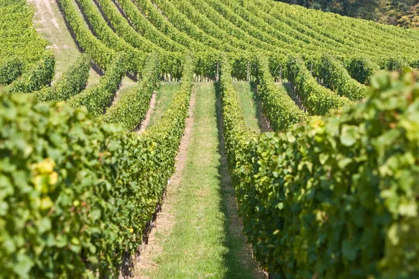 Wijnstokken Wijngaard Rheingau Rijndistrict Hessen Duitsland — Stockfoto