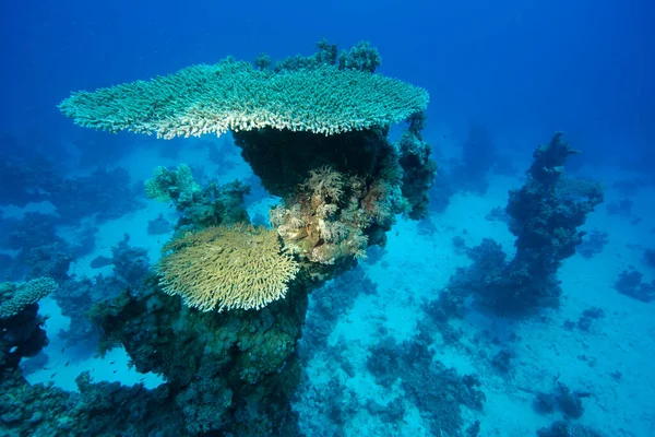 埃及红海的巨型角珊瑚Acropora Hyacinthus — 图库照片