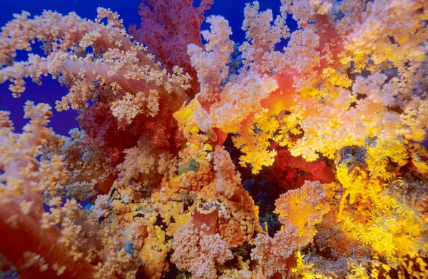 红海Dendronephthya软珊瑚 — 图库照片
