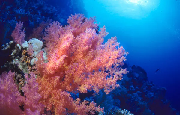 Coral Macio Dendronephthya Mar Vermelho — Fotografia de Stock