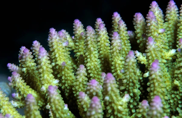 石珊瑚Acropora Nasuta — 图库照片