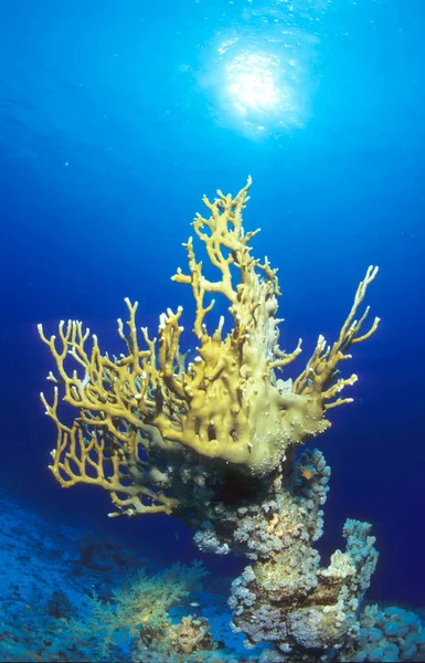 火珊瑚 Millepora Tenella Coralblock — 图库照片