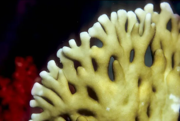 Koralowiec Millepora Tenella Coralblock Egipt Morze Czerwone — Zdjęcie stockowe