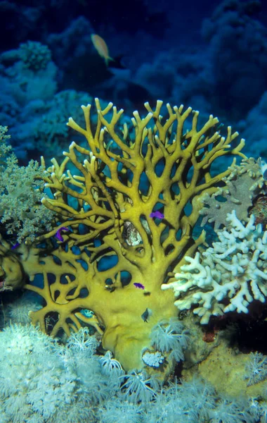 火珊瑚 Millepora Tenella Coralblock — 图库照片