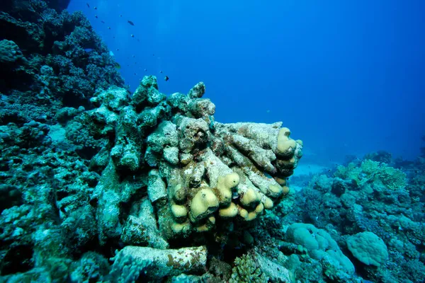 死了的珊瑚礁 被海浪摧毁的珊瑚 — 图库照片